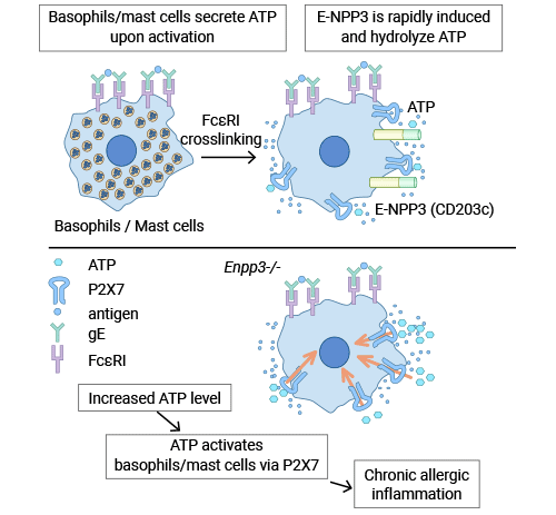 ENPP3抑制依赖于ATP的过敏性炎症