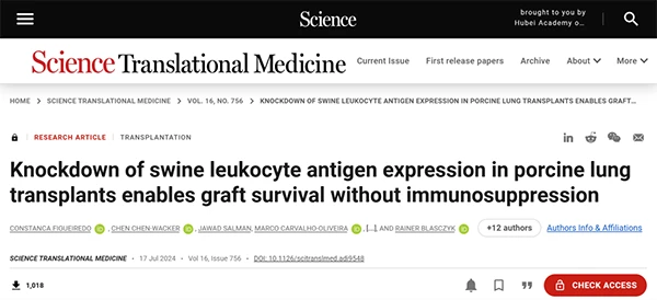 Knockdown of swine leukocyte antigen expression in porcine lung transplants enables graft survival without immunosuppression