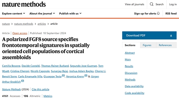 A polarized FGF8 source specifies frontotemporal signatures in spatially oriented cell populations of cortical assembloids