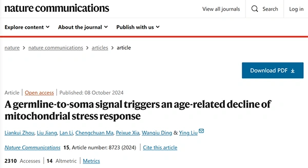 A germline-to-soma signal triggers an age-related decline of mitochondrial stress response