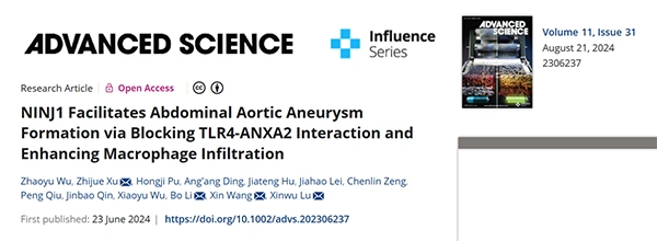 NINJ1 Facilitates Abdominal Aortic Aneurysm Formation via Blocking TLR4‐ANXA2 Interaction and Enhancing Macrophage Infiltration