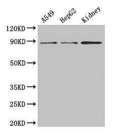 CSB-PA002226HA01HU