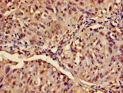 CSB-PA002443LA01HU