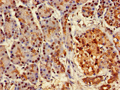 CSB-PA002443LA01HU