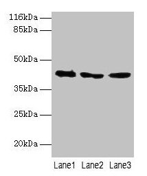 CSB-PA002443LA01HU