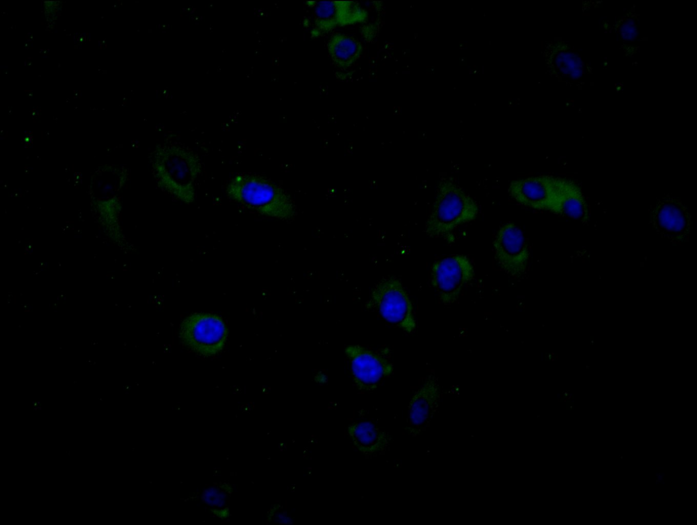 CSB-PA002873LA01HU