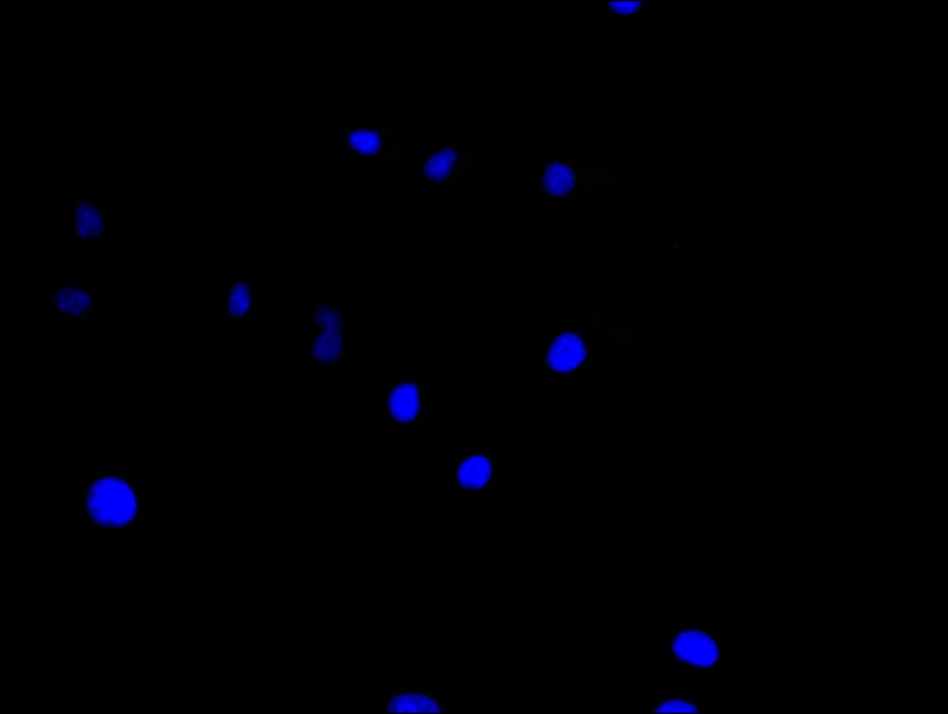 CSB-PA002873LA01HU