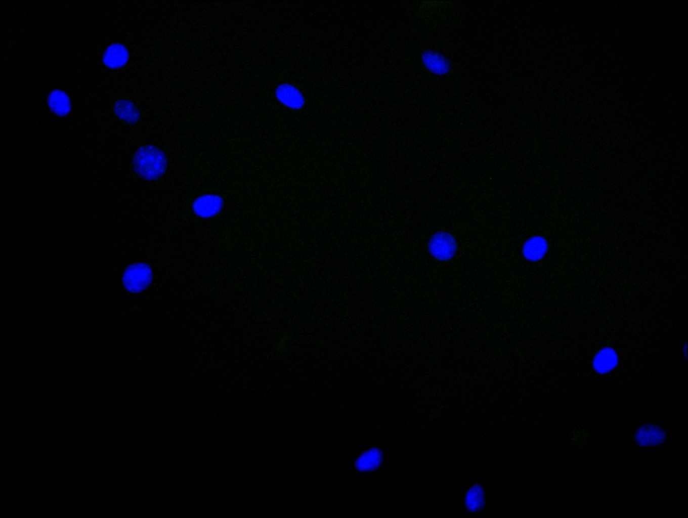 CSB-PA002873LA01HU