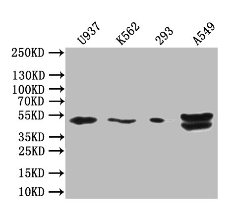 CSB-PA002873LA01HU