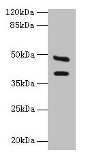 CSB-PA004367YA01HU