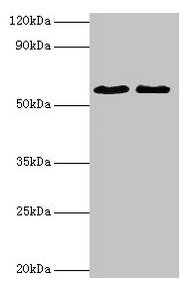 CSB-PA007831LA01HU