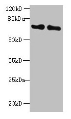 CSB-PA012147LA01HU