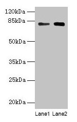 CSB-PA013508LA01HU