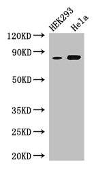 CSB-PA013754LA01HU