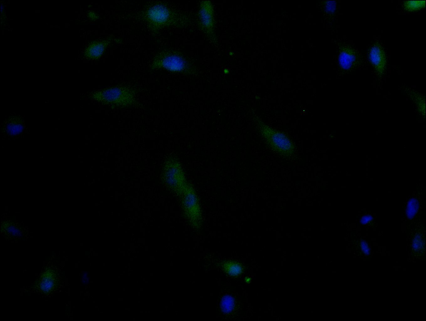 CSB-PA755482LA01HU