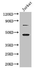 CSB-PA822205LA01HU