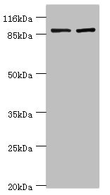 CSB-PA846598LA01HU