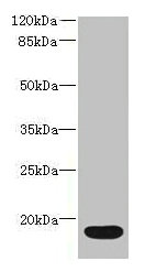 CSB-PA866201HA01HU