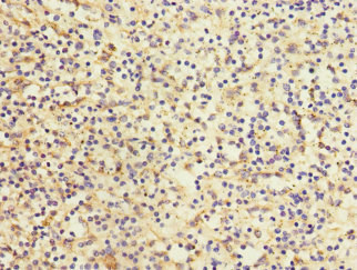 CSB-PA013251ESR1HU