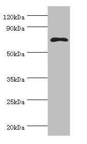 CSB-PA015044ESR1HU