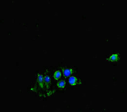 CSB-PA005075LA01HU