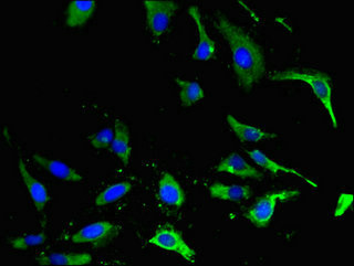 CSB-PA007724LA01HU