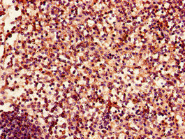 CSB-PA007724LA01HU
