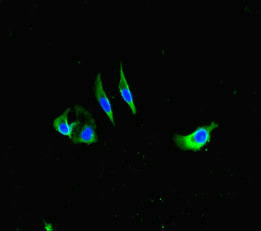 CSB-PA008532LA01HU