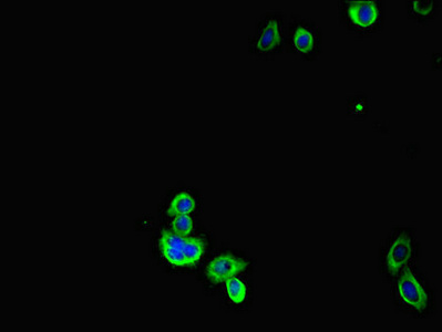 CSB-PA009121LA01HU