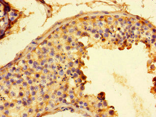 CSB-PA009121LA01HU