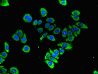 CSB-PA009381LA01HU