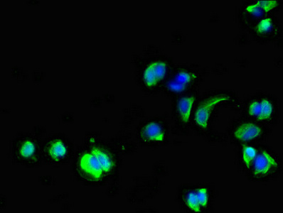 CSB-PA009703LA01HU
