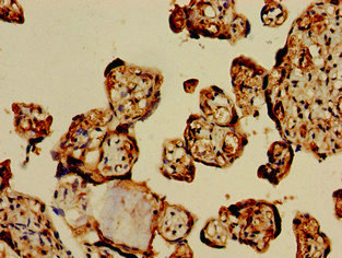 CSB-PA009703LA01HU