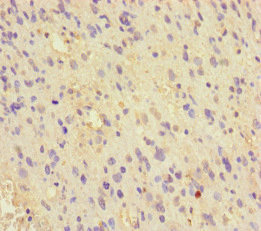 CSB-PA013611LA01HU