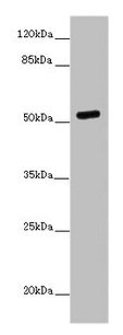 CSB-PA018733LA01HU
