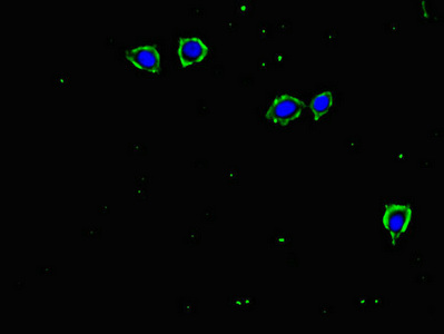 CSB-PA023452LA01HU