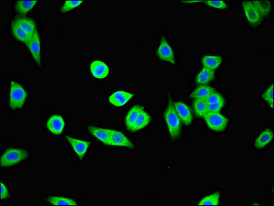 CSB-PA883400LA01HU
