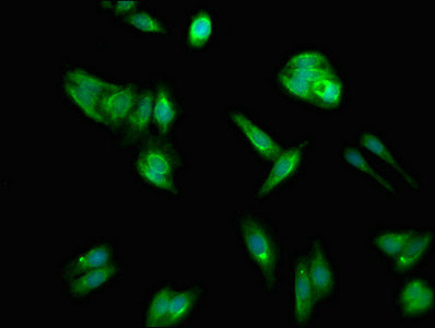 CSB-PA001191LA01HU