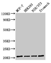 CSB-PA004933LA01HU