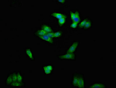 CSB-PA007679LA01HU