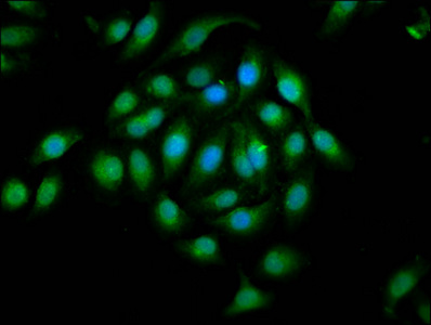 CSB-PA007722LA01HU