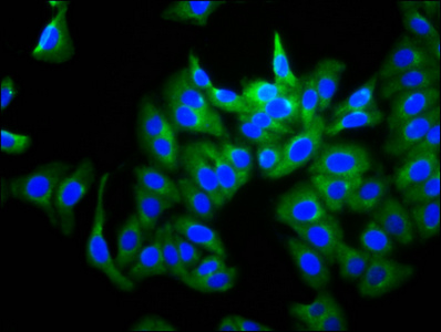 CSB-PA010054LA01HU