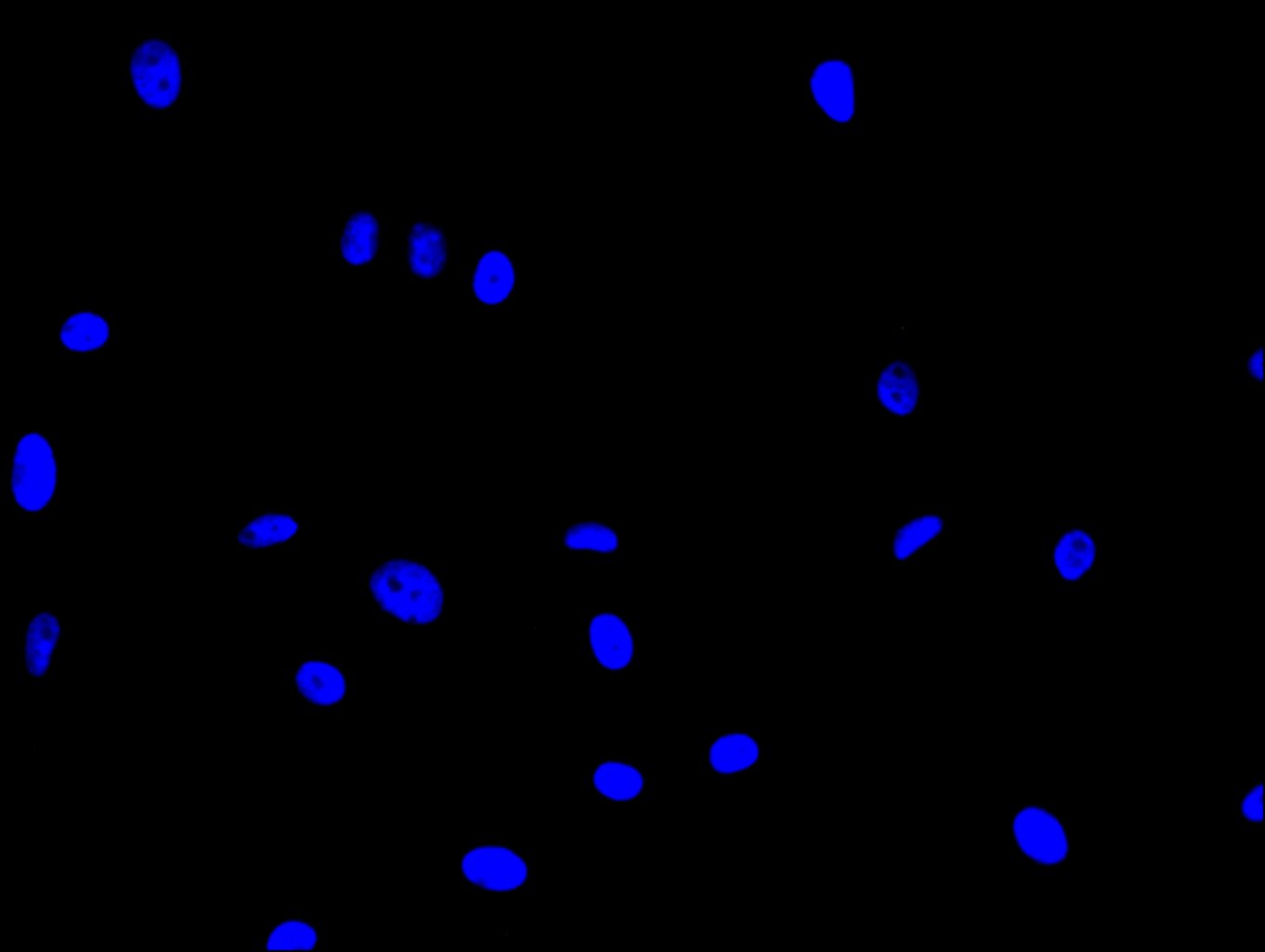 CSB-PA011890LA01HU