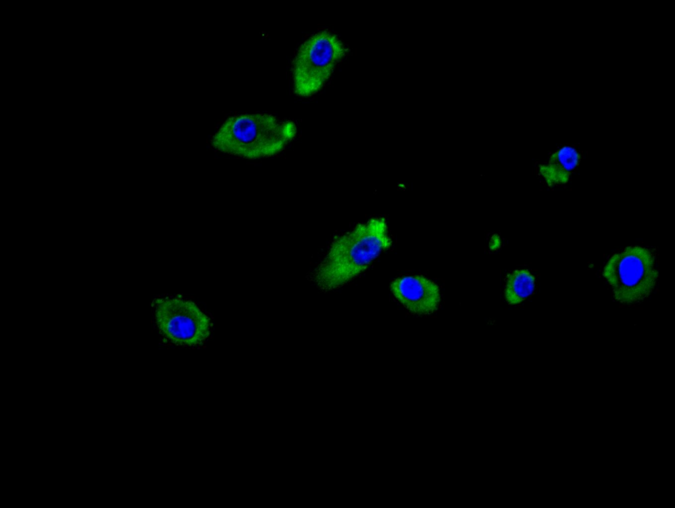 CSB-PA011890LA01HU