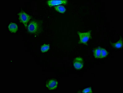 CSB-PA013322LA01HU