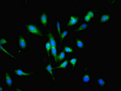 CSB-PA018298LA01HU
