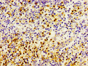CSB-PA018830LA01HU