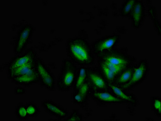CSB-PA613516LA01HU