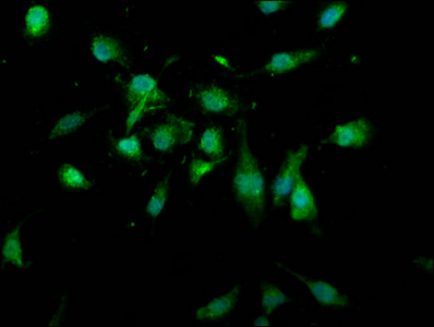 CSB-PA614393LA01HU