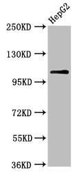 CSB-PA614393LA01HU